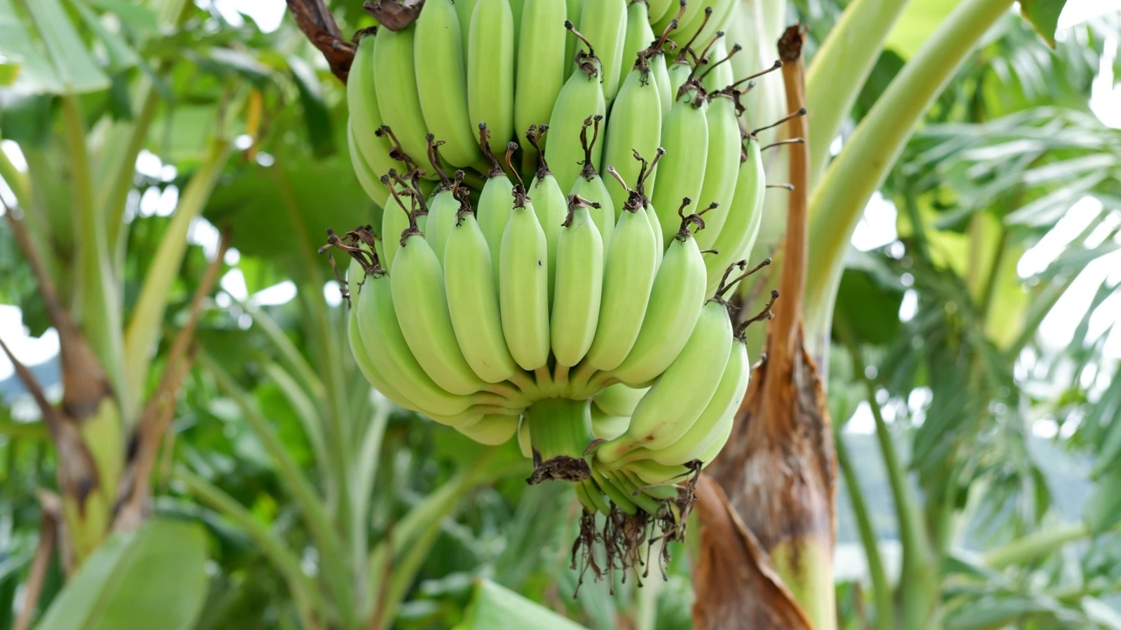 Bananas