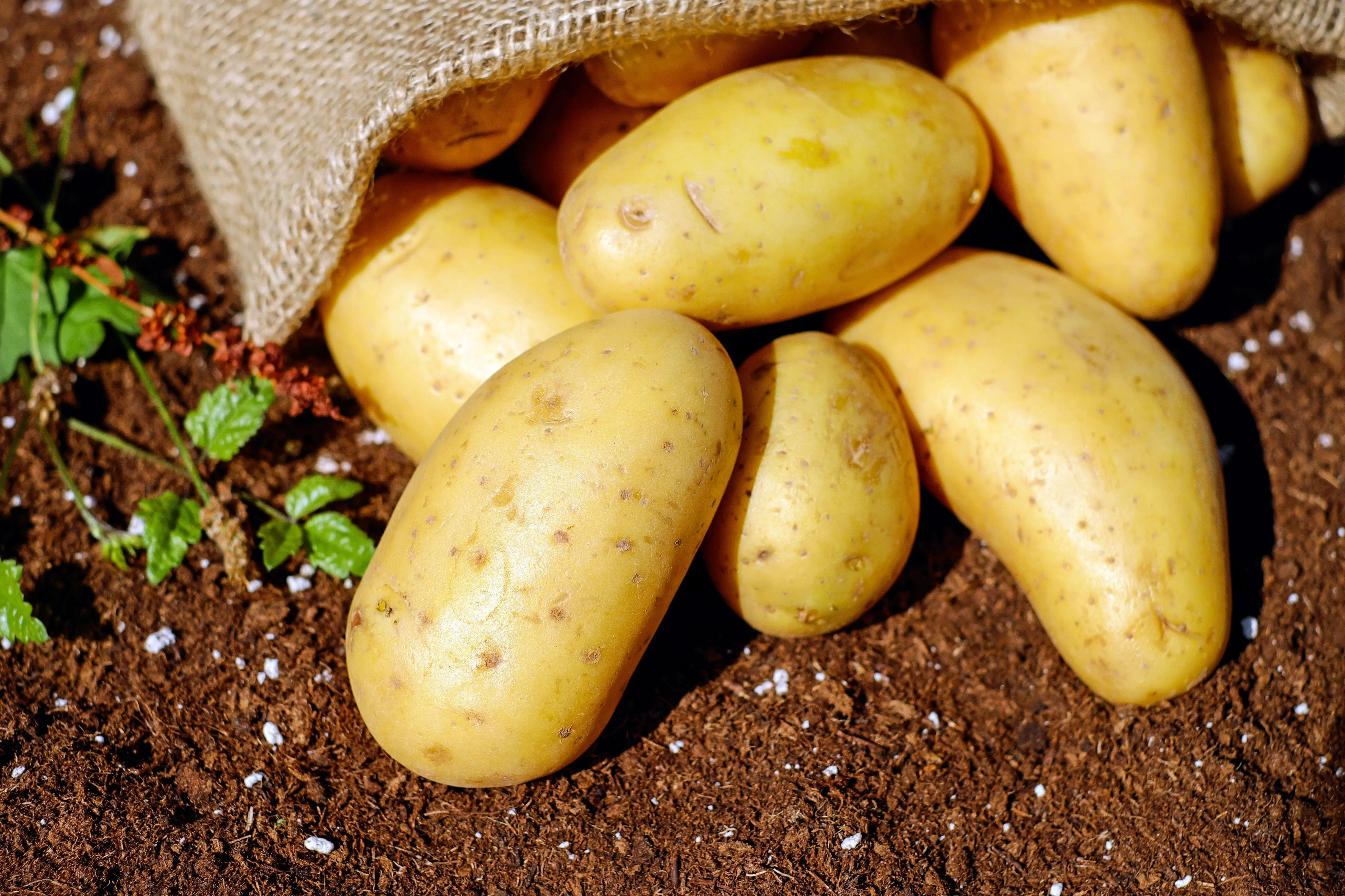 Fresh potatoes